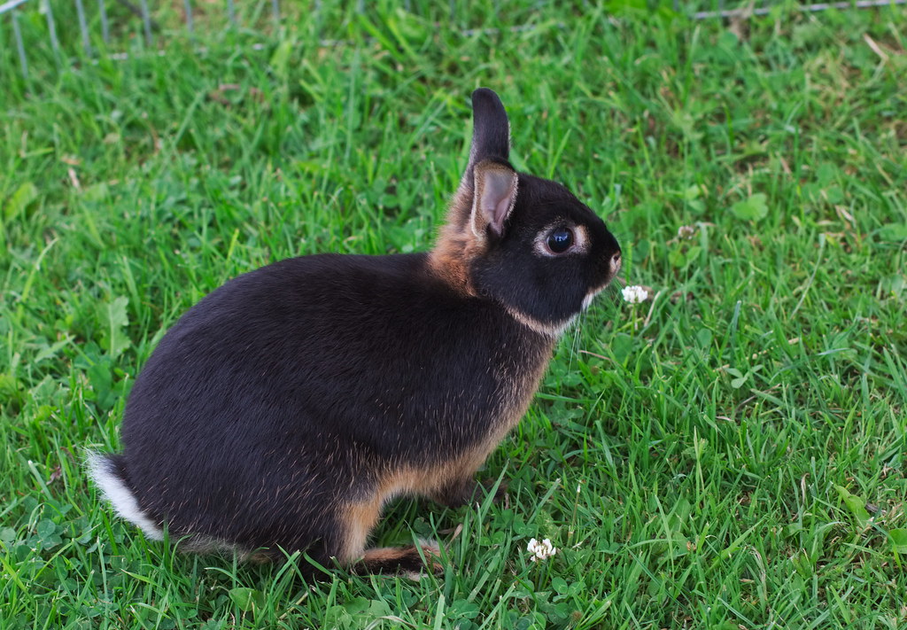 Lapin nain Rex stanze Flickr