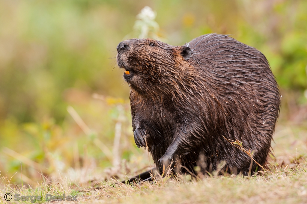 Castor du Canada Canadian Beaver, La Mauricie National Par… Flickr