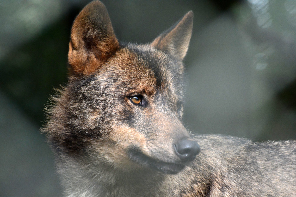 Iberischer Wolf im Dartmoor Zoological Park Ulli J. Flickr