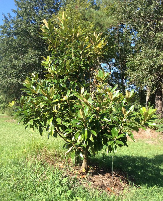 Magnolia Land Flickr