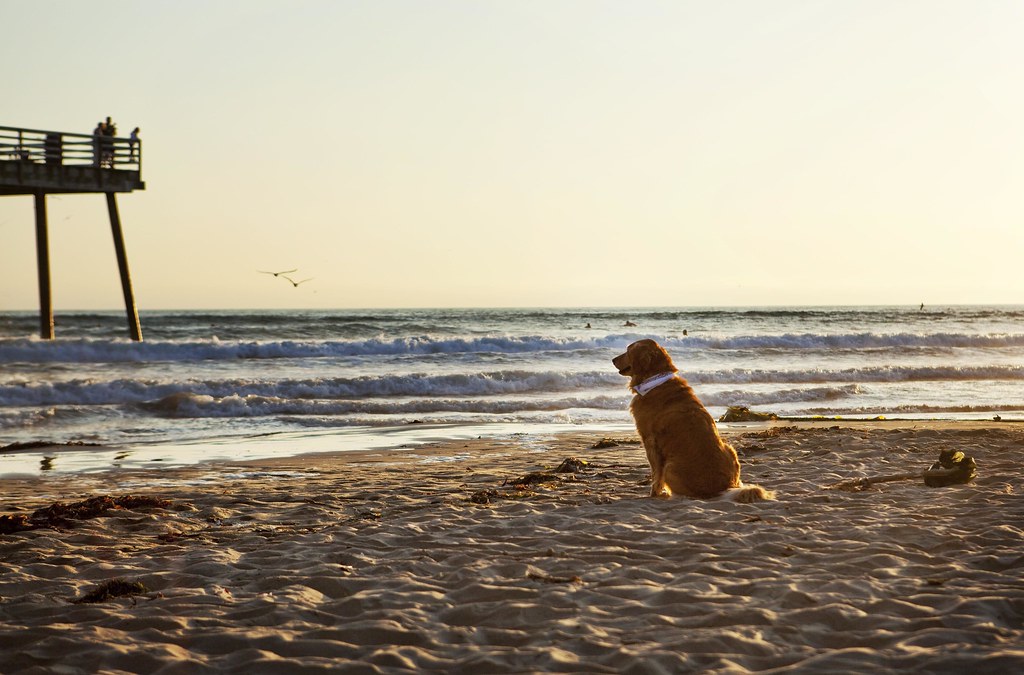 Dog Friendly Pismo Beach Pismo Beach Flickr