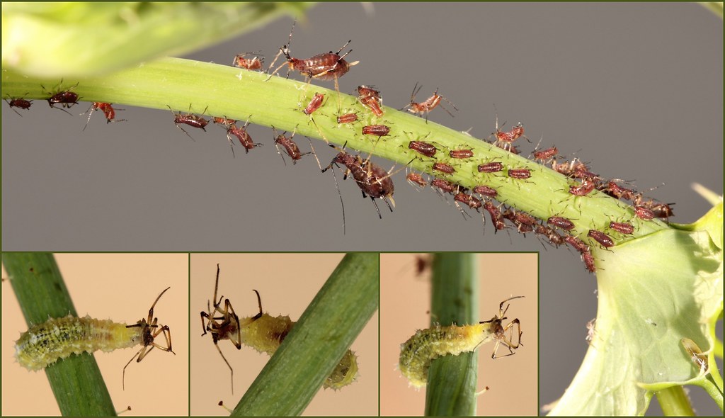 4. Aphids and Hover Fly Larvae eating an Aphid The aphids … Flickr
