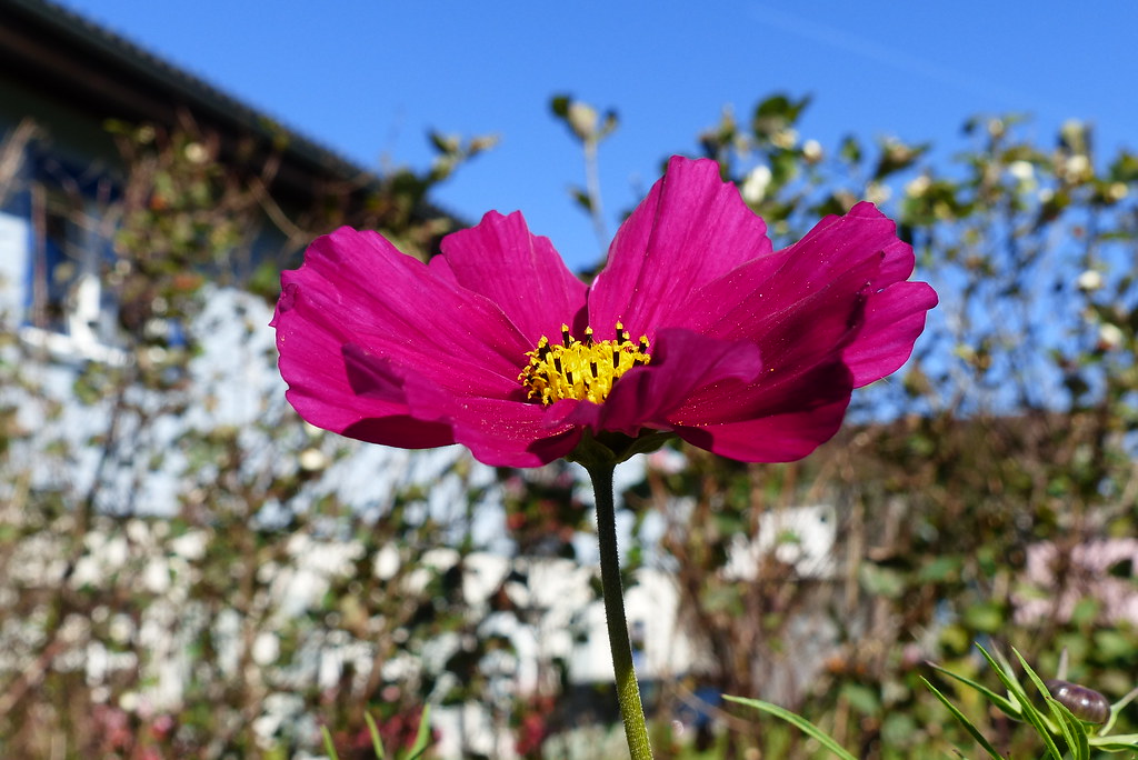Red Flower Switzerland SnapDoc Flickr