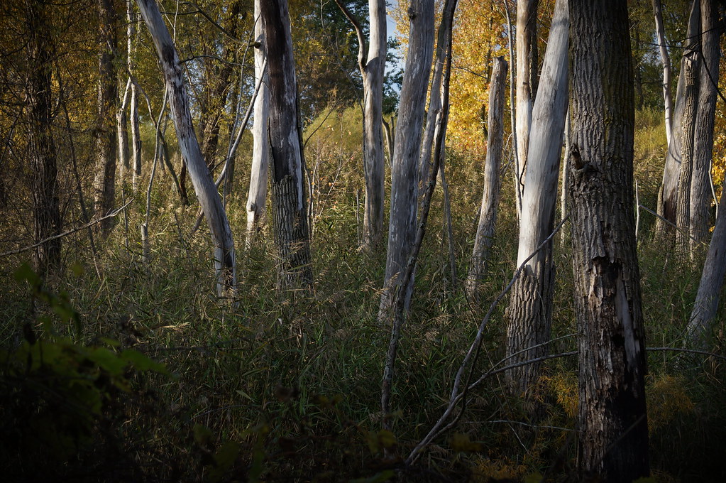 529 WilkinsonRenwick Marsh Dekalb County Illinois October… Flickr