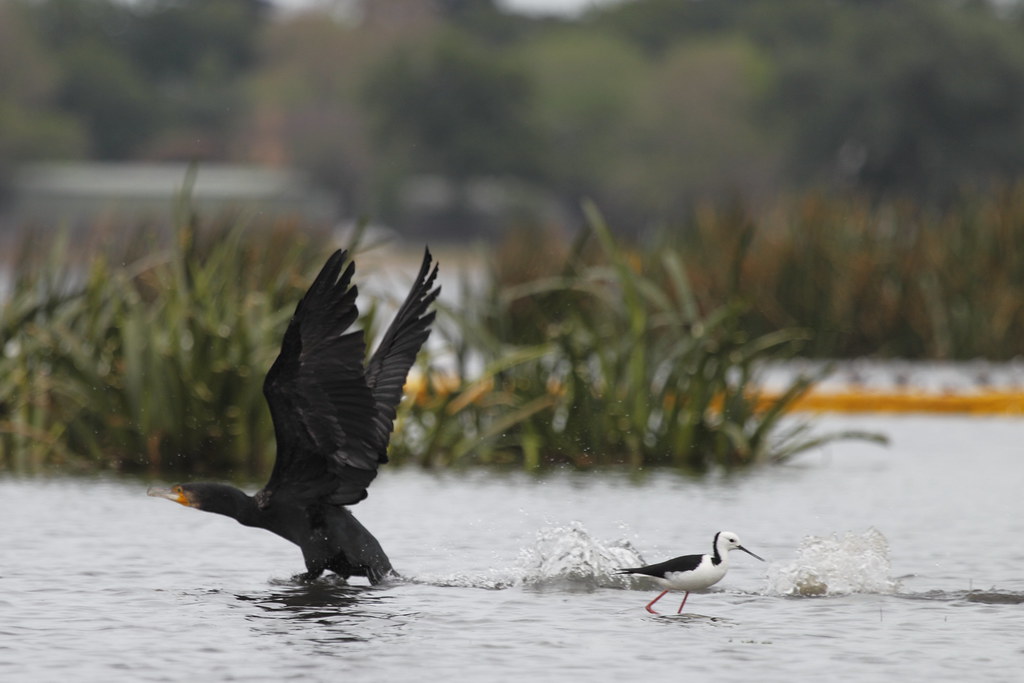 Little Black Cormorant Lake Wendouree. Ballarat. Flickr