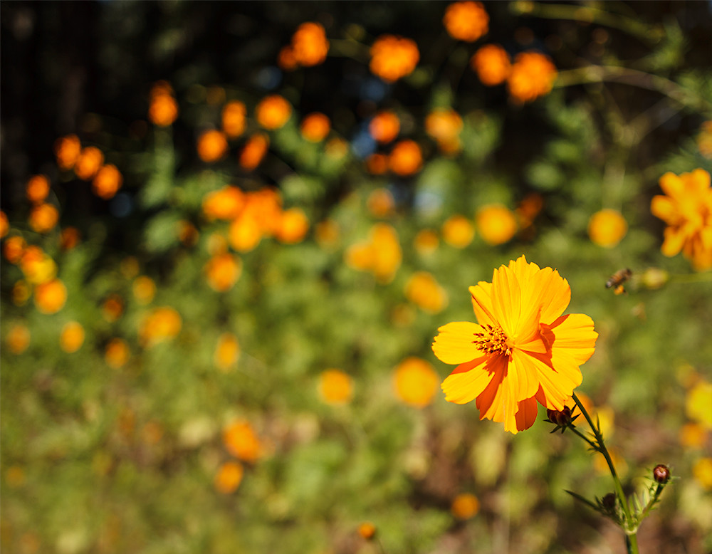 yellow flower in my garden Ken Dodds Flickr