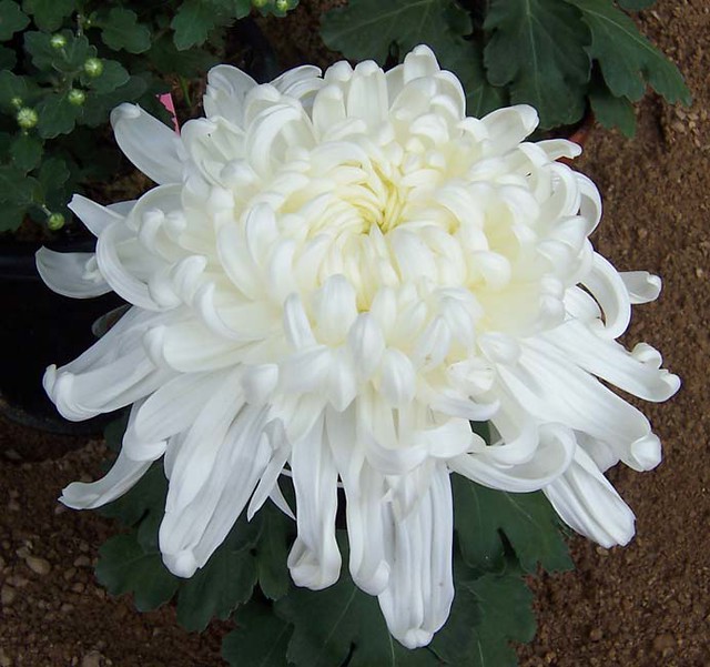 Chrysanthemum A big white chrysanthemum Chris Gladis Flickr