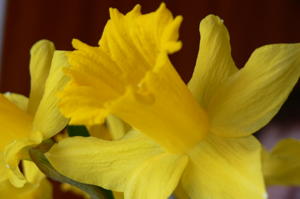 bloomin' Jonquil Bloom of a jonquil from our garden. Click… Flickr