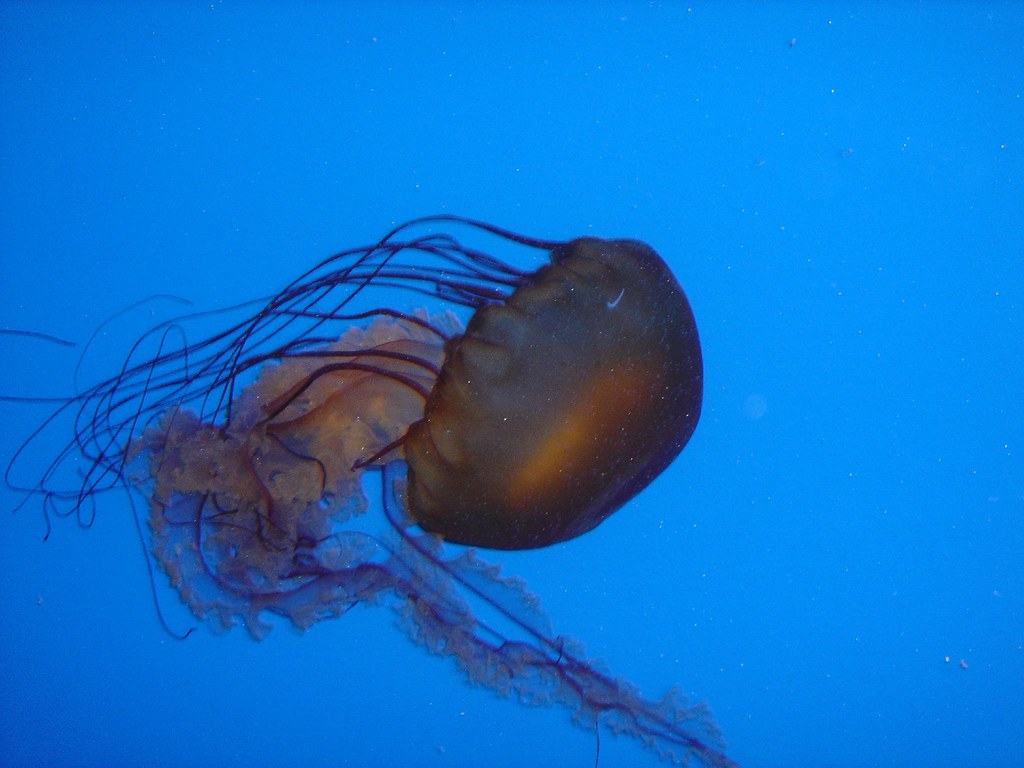 Pacific sea nettle Jeffrey McManus Flickr