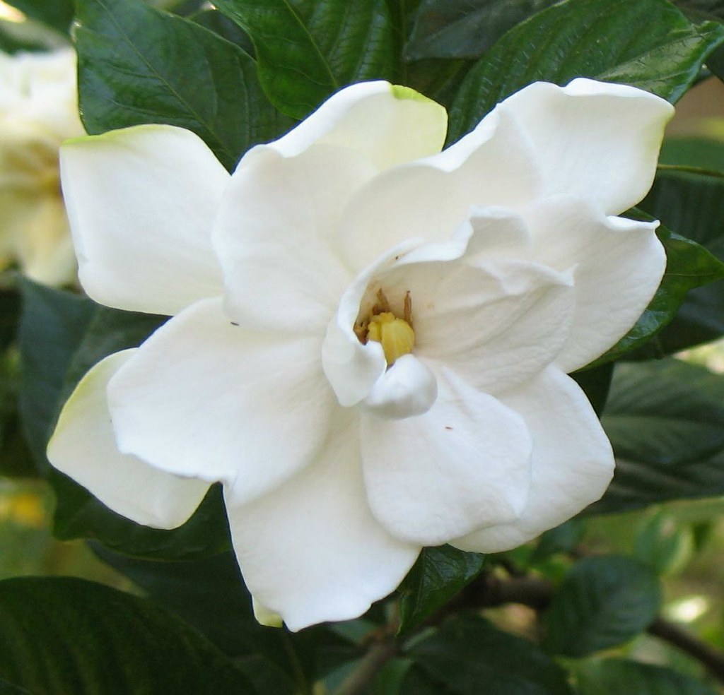 Another Gardenia Blossom The gardenias are in a frenzy of … Flickr