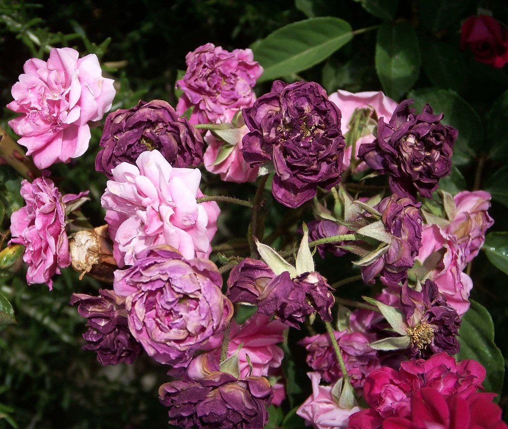 Fading Glory This massive rose bush in Cottonwood, Arizona… Flickr