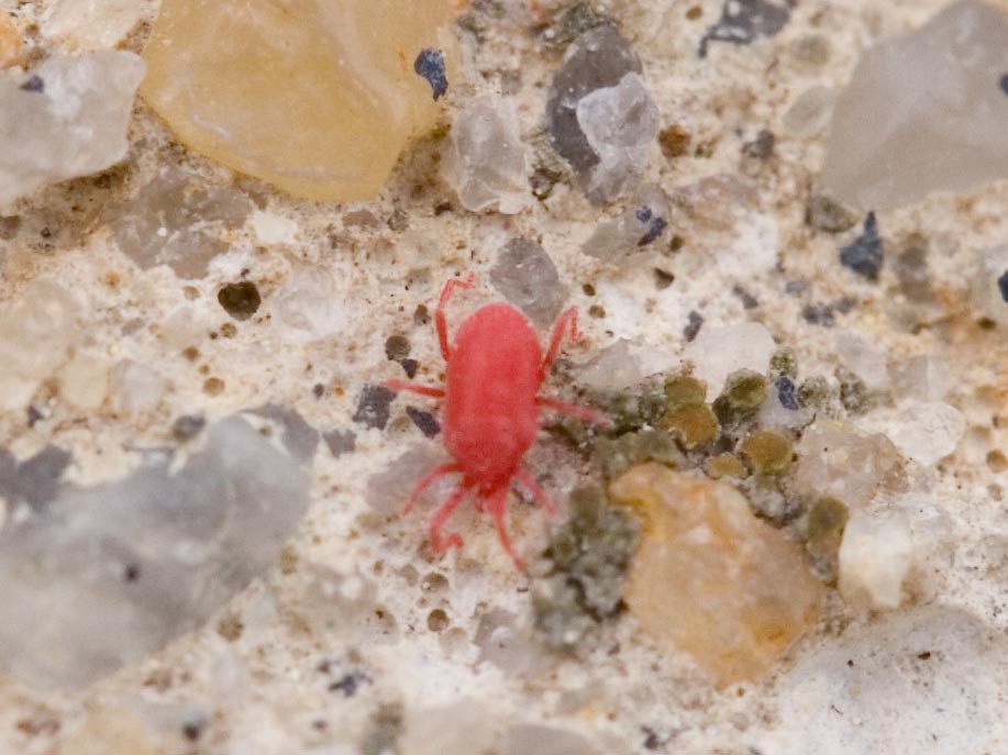Tiny Red Bug In case you can't tell, this thing is very, v… Flickr