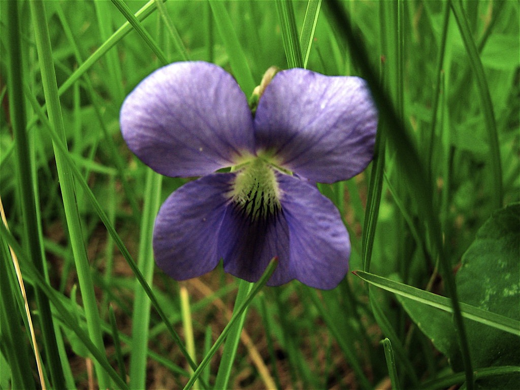 Humble wood violet Wildflowers of Wisconsin Bitterroot Flickr