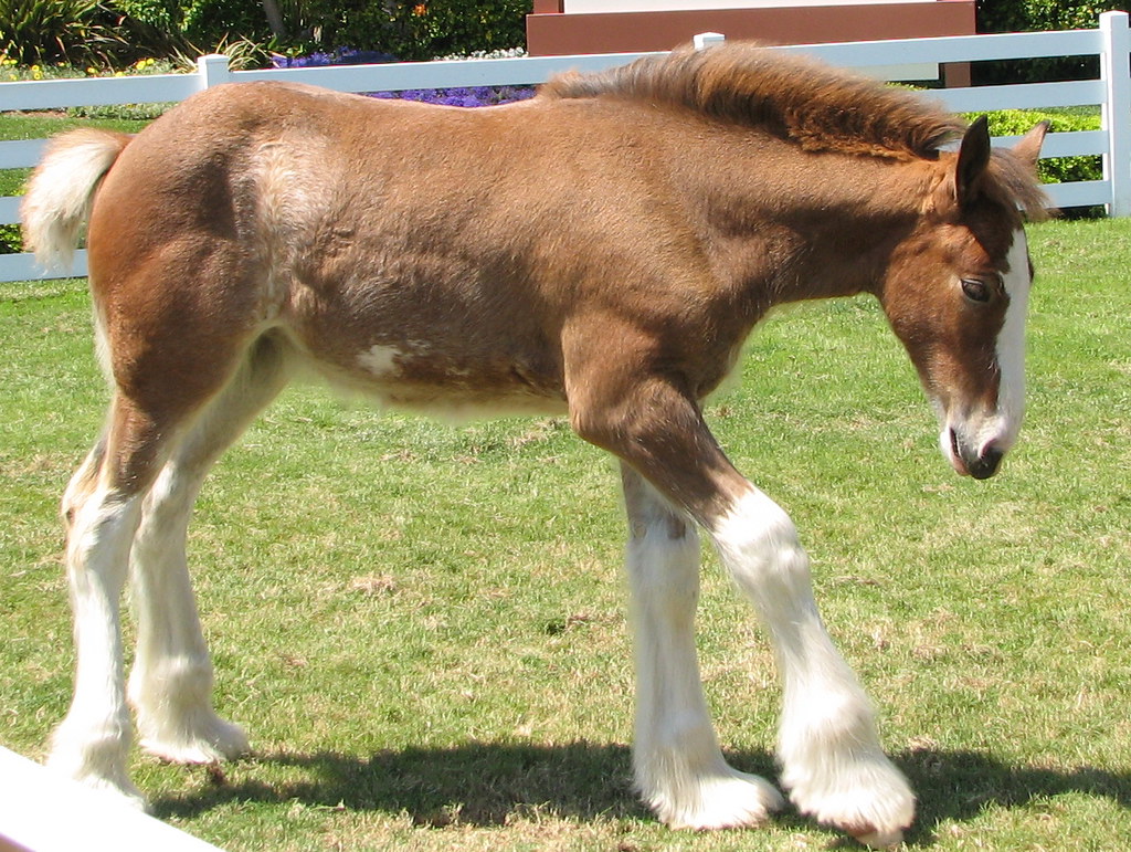 Baby Clydesdale Horse Karl Drilling Flickr
