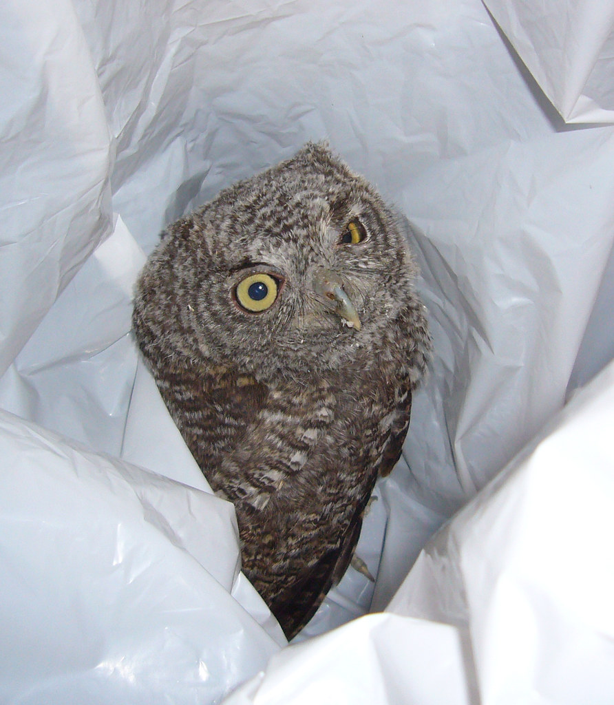 Baby owl I can't believe Randy caught it. Kent Wang Flickr