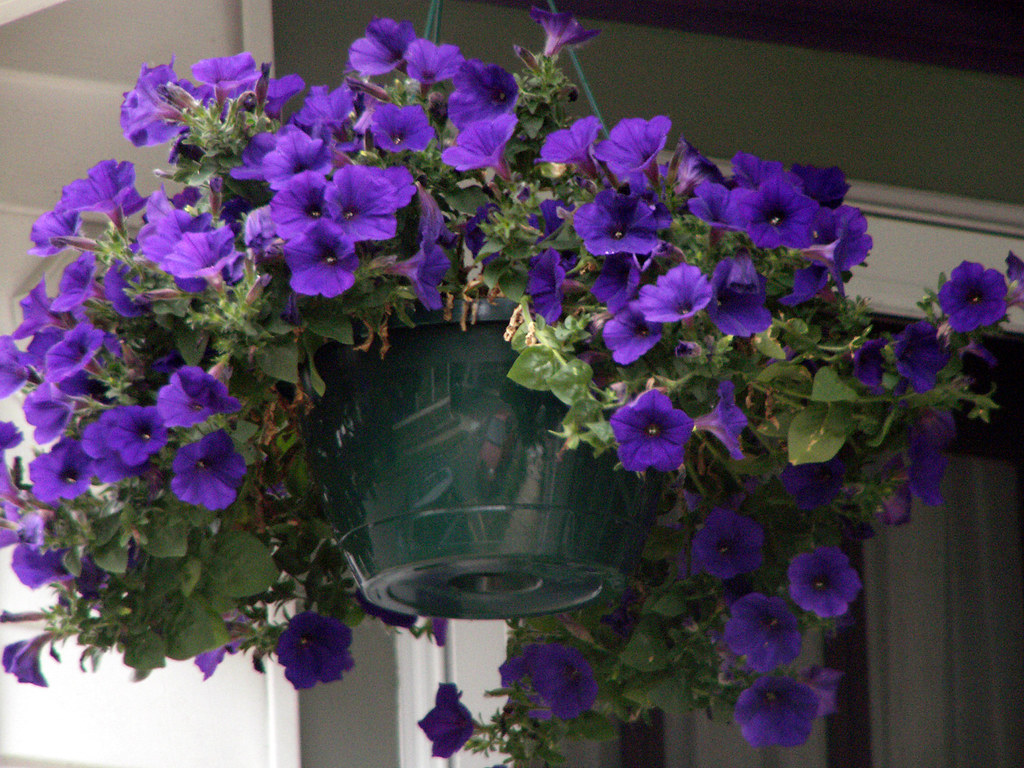 Pretty Purple Flowers Ocean Grove, NJ Jackie Flickr