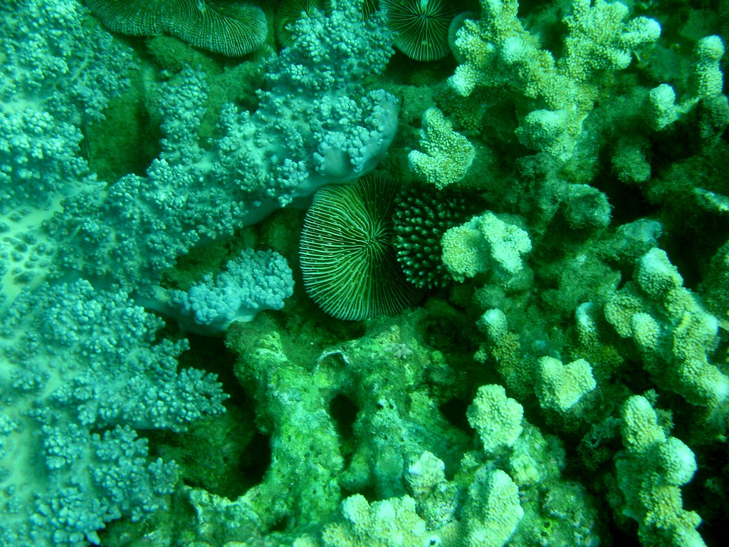 Foot Massage Path Jordan Sitkin Flickr