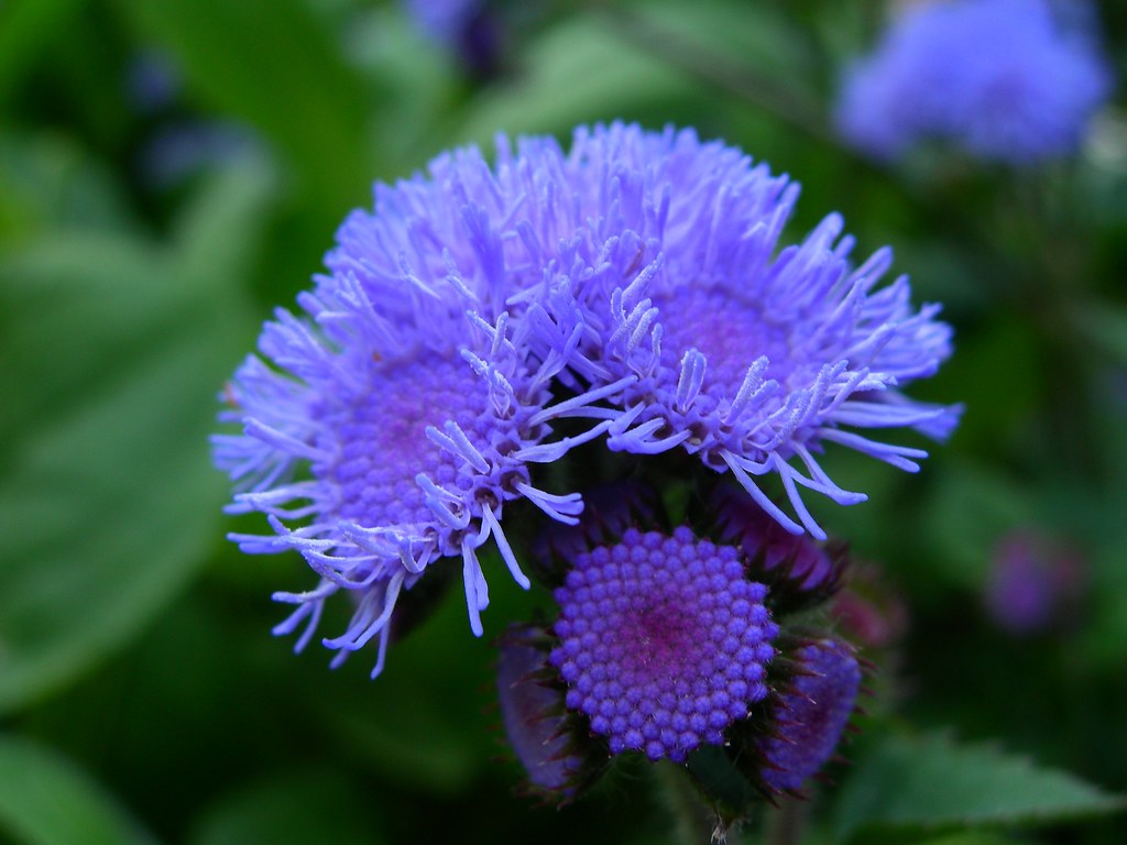 Odd Petals Chicago Botanic Gardens p2wy Flickr