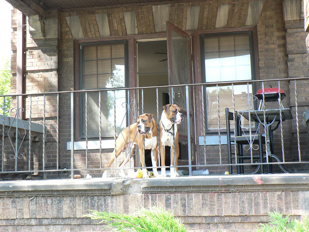 porch dogs a photo on Flickriver