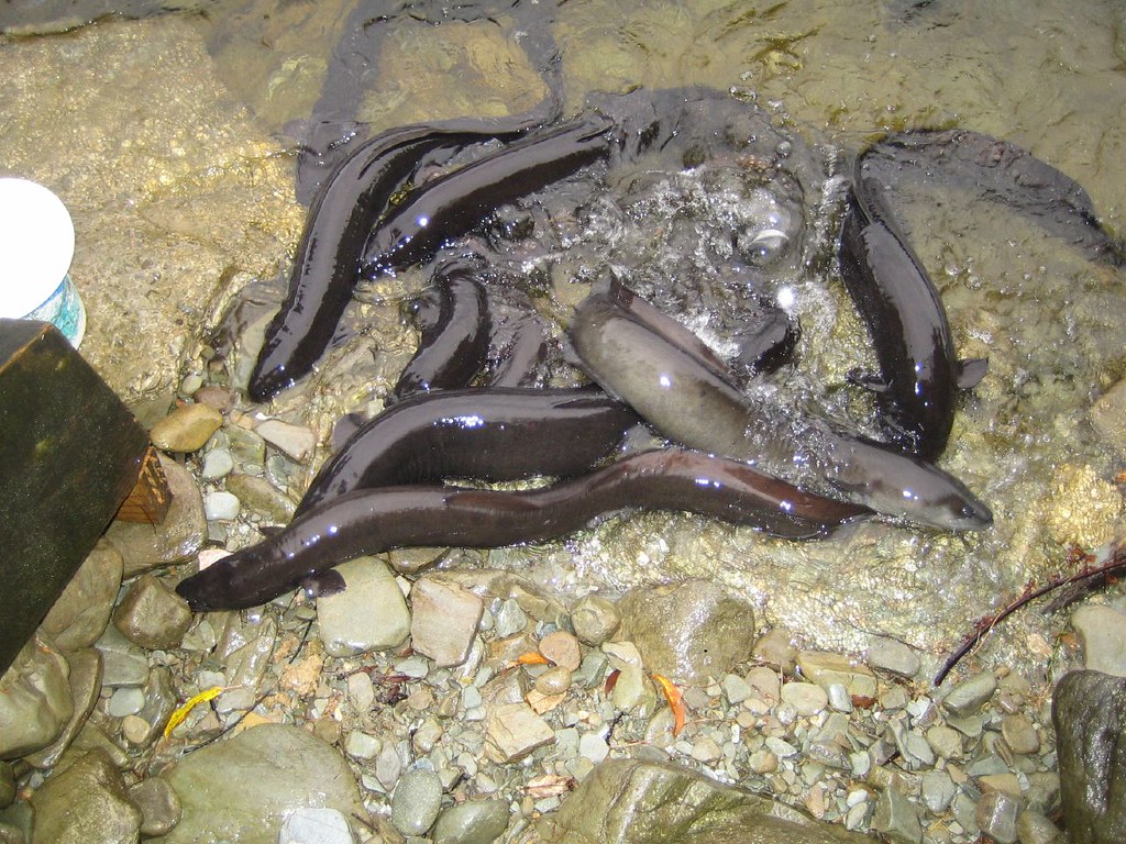 Lake Moeraki Fresh Water Eels ichabodcone Flickr