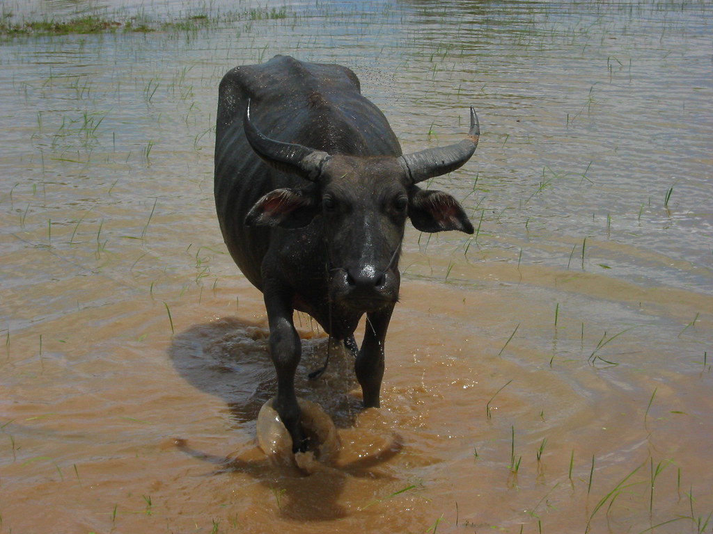 Water buffalo Robert Nyman Flickr