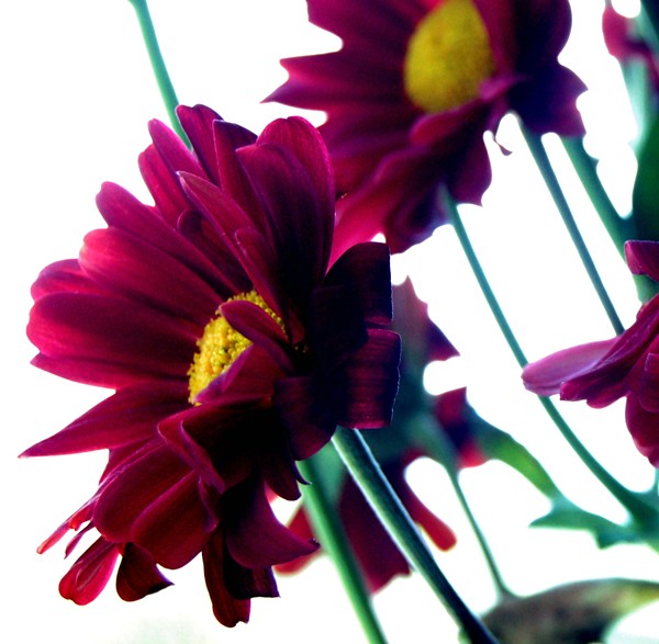 flowers shelly Flickr