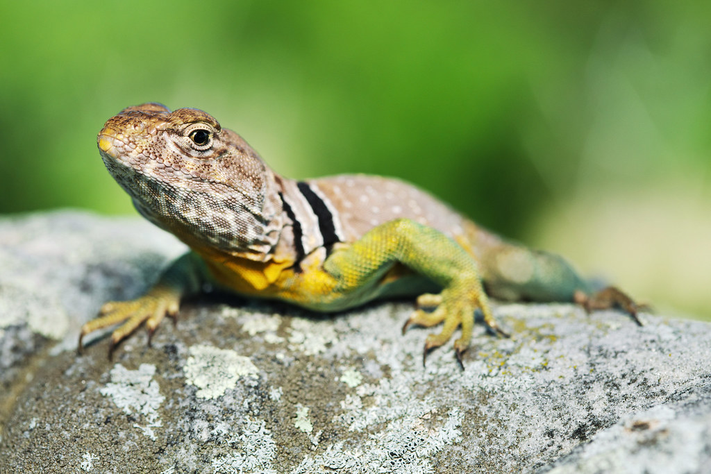 Eastern Collared Lizard, Male Carroll County, Arkansas, US… Flickr