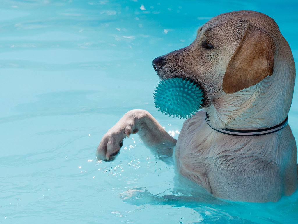 Dog fun! Swimming pool Denis Bourez Flickr