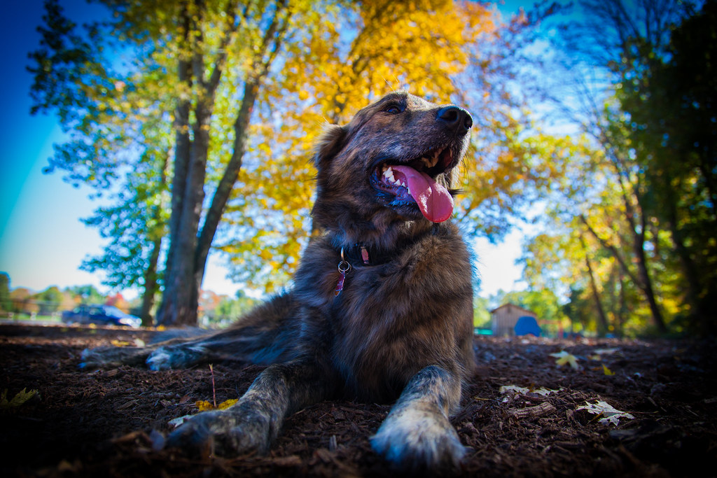 Dog Park oct 20142 At the Granby, CT Dog Park Oct 2014 kevin s