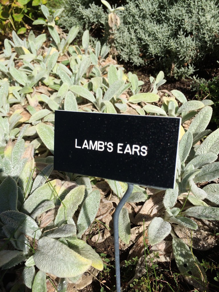 IMG_5777 Job Lane Museum and Farm Bedford, MA. While the… Flickr