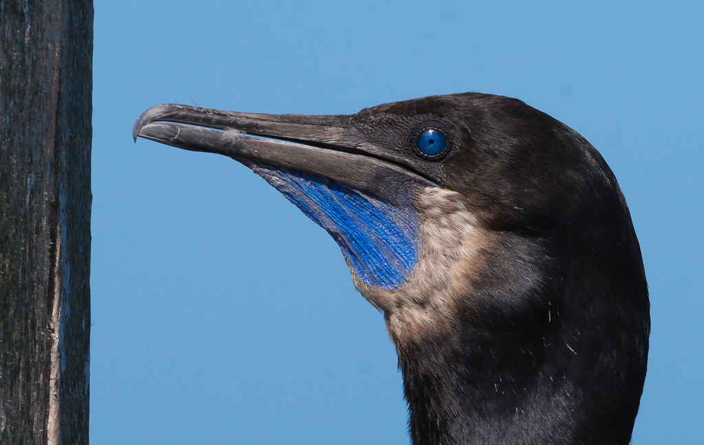 Brandt's Cormorant 3 Taken in Moss Landing, California, U… Flickr