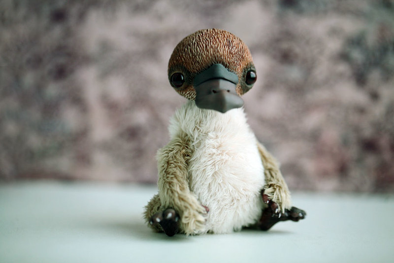 Show Me Pictures Of A Baby Platypus / Baby Platypus Are Called Puggles