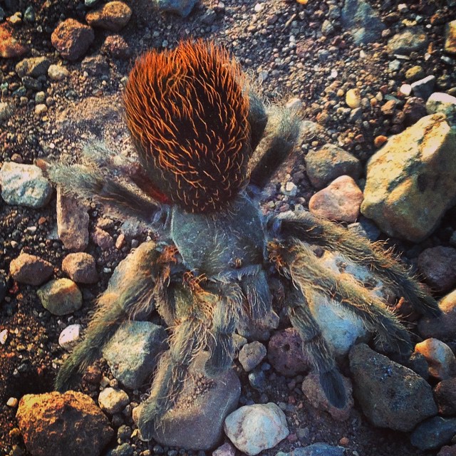 Hairy Tarantula at Buffalo Park in Flagstaff, Arizona Flickr