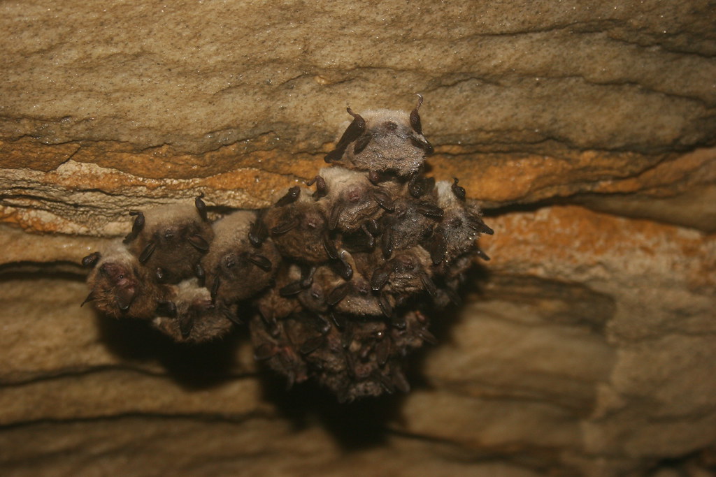 Little brown bat cluster Little brown bats at Aeolus Cave.… Flickr