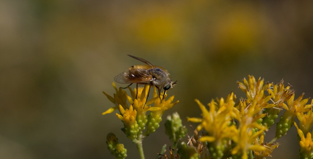 Inn Tres Rios Wetlands, near Tolleson, Phoenix Ari… Flickr