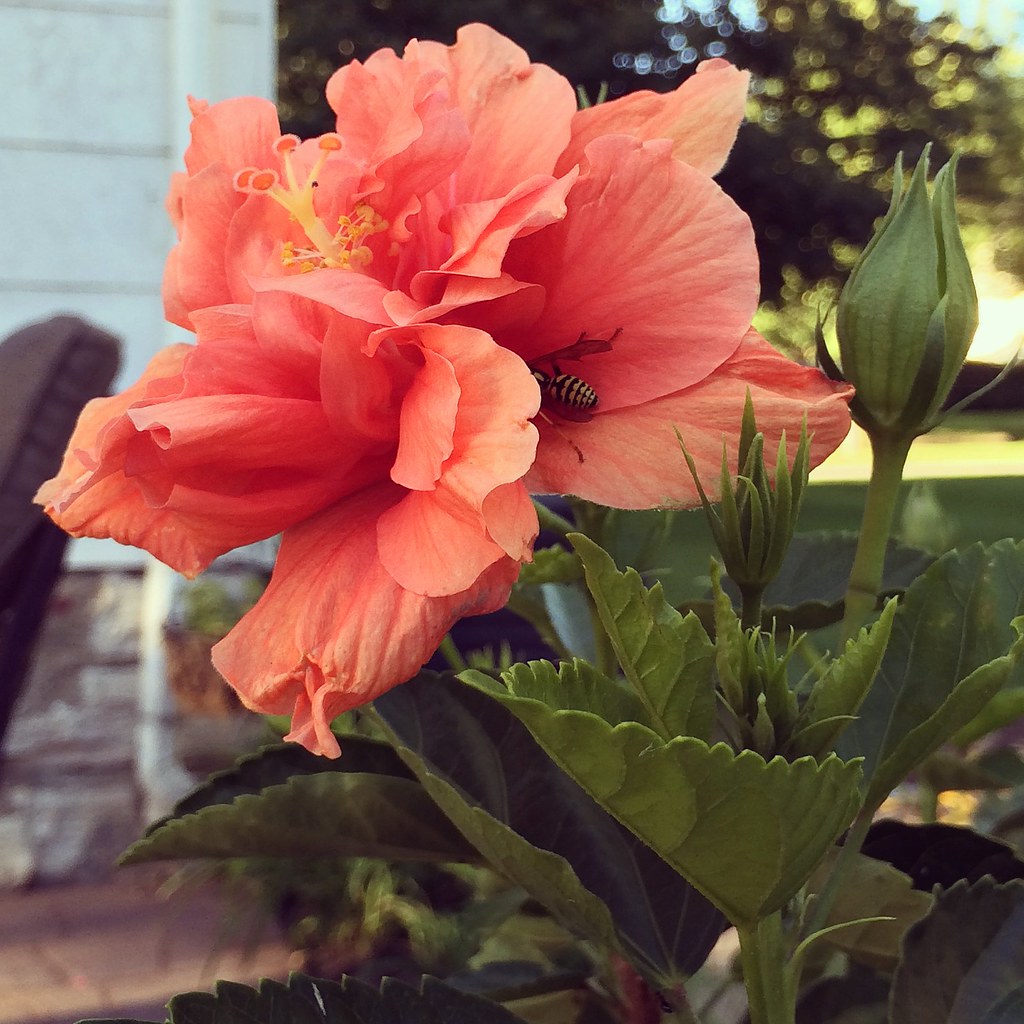 Untitled Mareah Van Zante Flickr