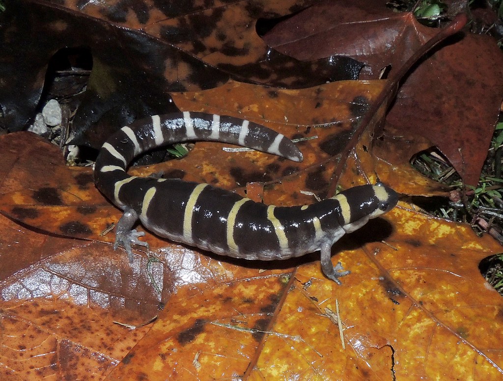 Ambystoma annulatum (Ringed Salamander) Washington Co., Ar… Flickr