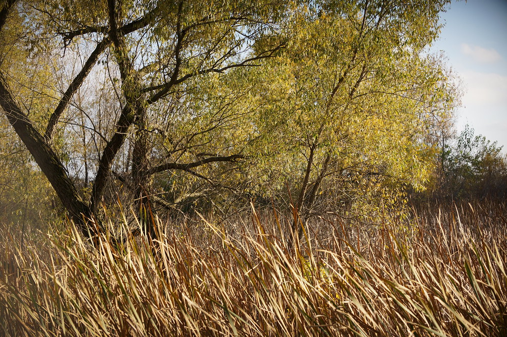 538 WilkinsonRenwick Marsh Dekalb County Illinois October… Flickr