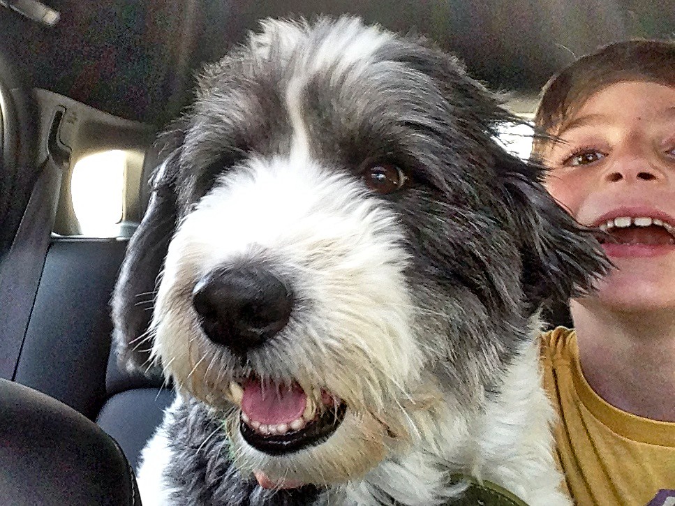 Dogs and Joy, Frequently Seen Together Winston and Eli Alan Levine