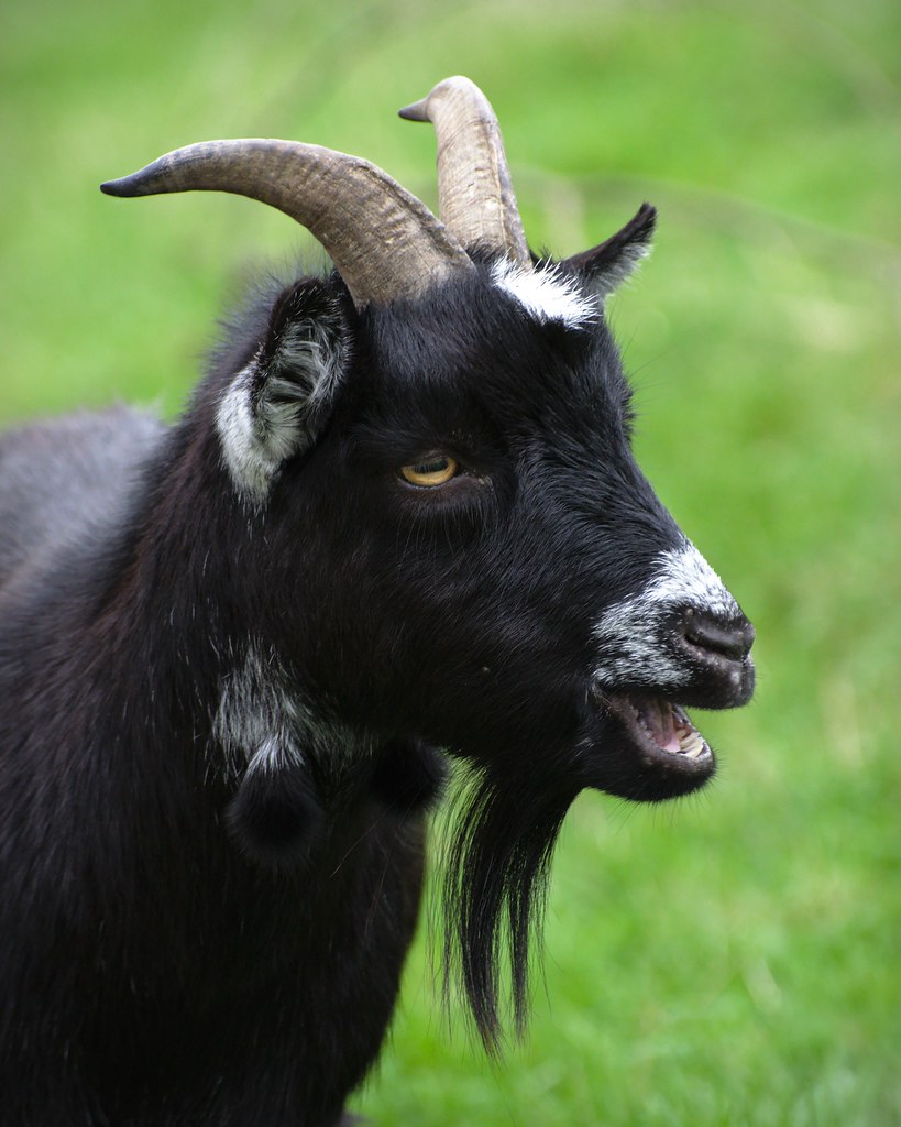 Pygmy Goat A photo I took at Longleat Safari Park in Septe… Flickr