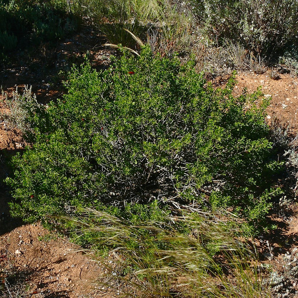 Red flower Emu Bush eremophila maculata Nullabor WA P11307… Flickr