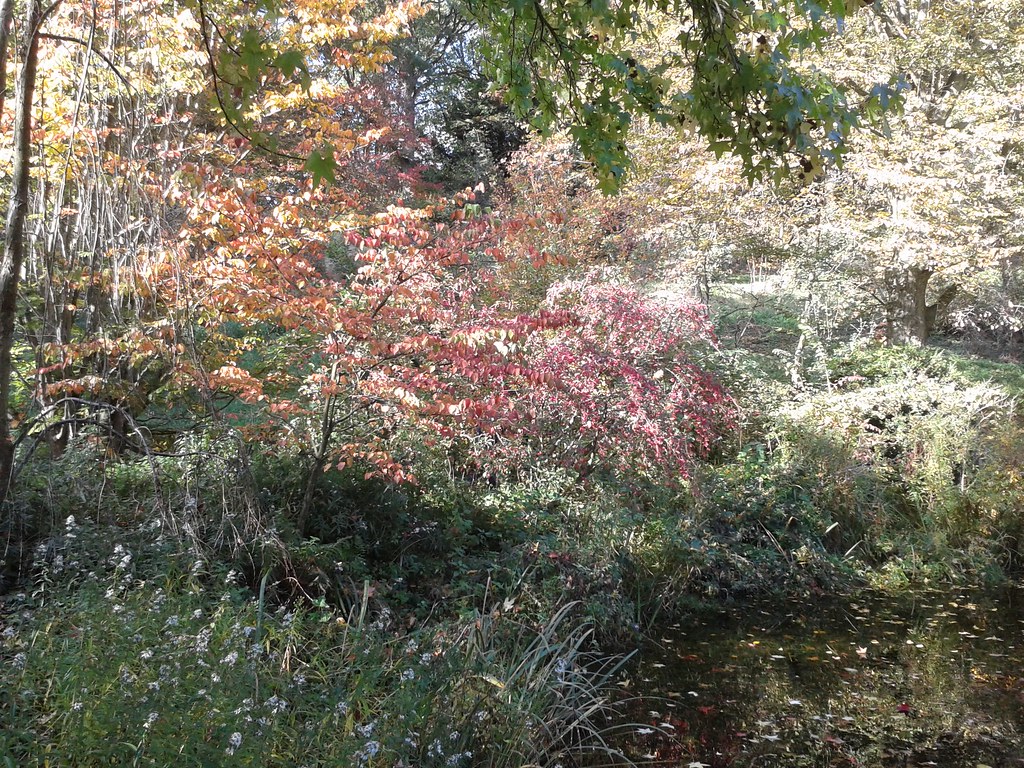 Mark's garden, le Bois du Fay Mark Rudkin's private garden… Flickr