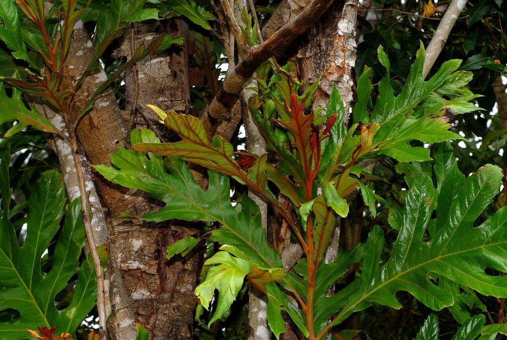 Atherton Oak Athertonia diversifolia, big lobed juvenile l… Flickr