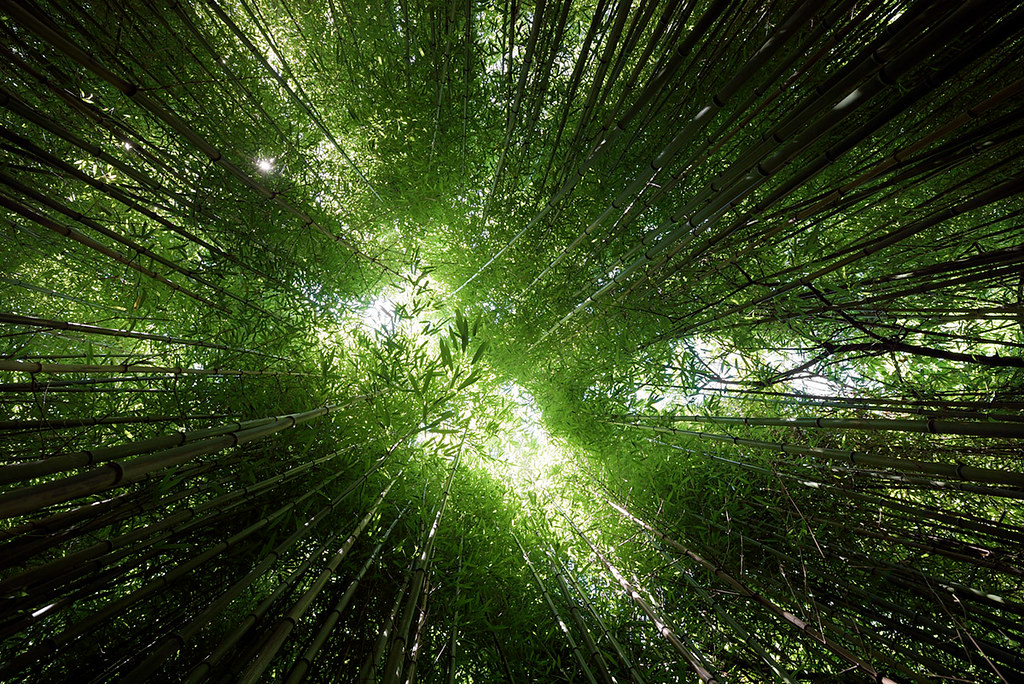 Bamboo Forest, Charlestown RI Joseph O. Holmes Flickr