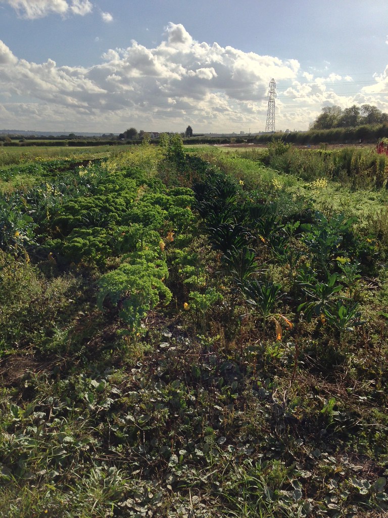 Red Earth Organics Flickr