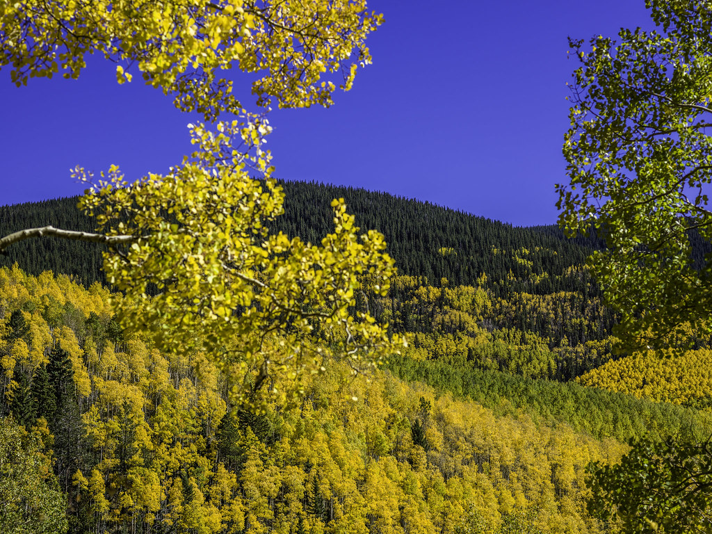 Santa Fe Fall Aspens No. 13 Mabry Campbell Photography We… Flickr