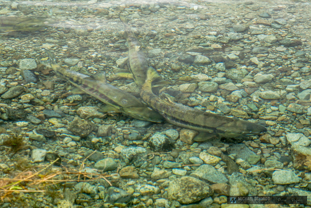 20141025 Harrison Mills Salmon Spawning salmon in the Ha… Flickr