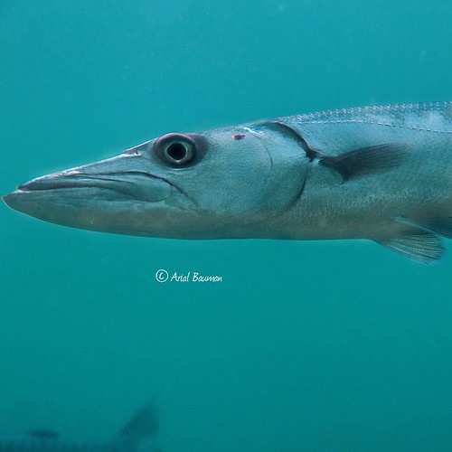 The Great Barracuda is known as a dangerous fish and there… Flickr