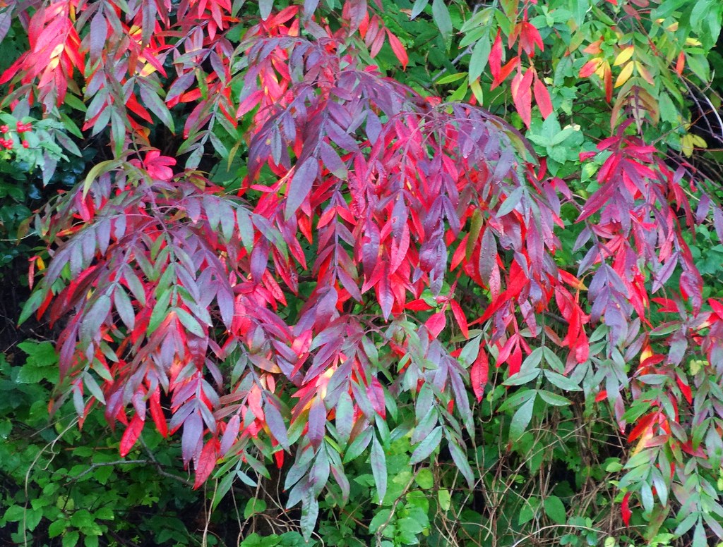 Winged Sumac (Rhus copallinum), Lake Fairfax, Reston, VA, … Flickr
