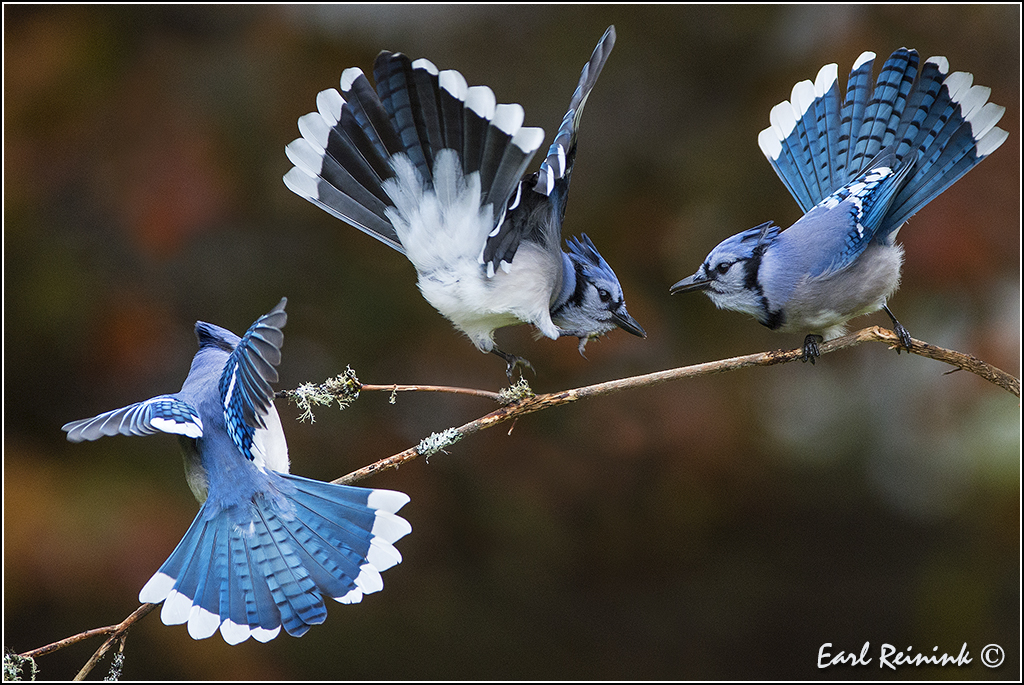 Three's a crowd Blue Jays fight for a turn at the feeder. … Flickr